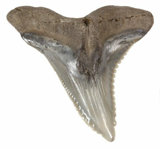 Large Fossil Hemipristis Shark Tooth - Maryland #42495
